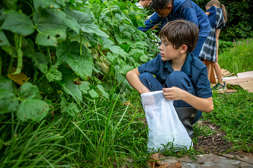 Fifth-grader John Tuhill harvested green beans in the garden at St. Ann School garden in Normandy on Aug. 20. The school has supported a community garden for nearly a decade, with the produce going to community sponsored agriculture (CSA) boxes or to local food pantries.