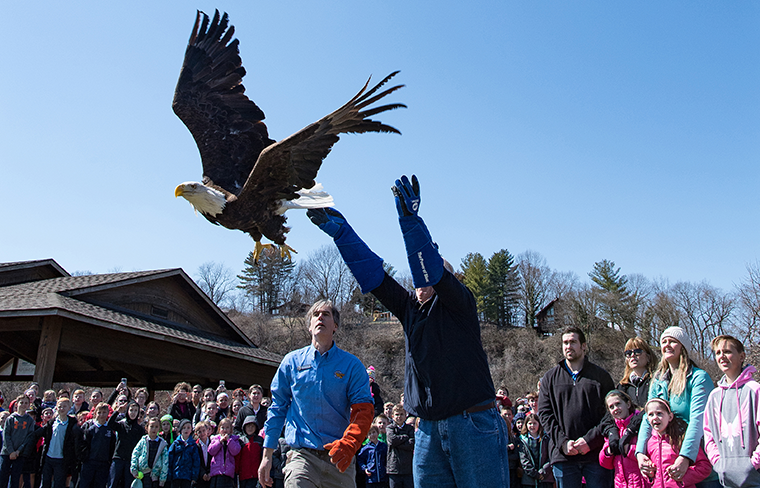 Joe Koppeis released a bald eagle into the wild at a memorial service for his son, Justin, on March 21 at Cliff Cave Park in south St. Louis County. Family, relatives, friends and classmates of Justin’s children at Immaculate Conception School in Columbia, Ill., witnessed the release. World Bird Sanctuary director of operations Roger Holloway, left, assisted.