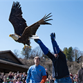 Memorial takes flight on eagle’s wings